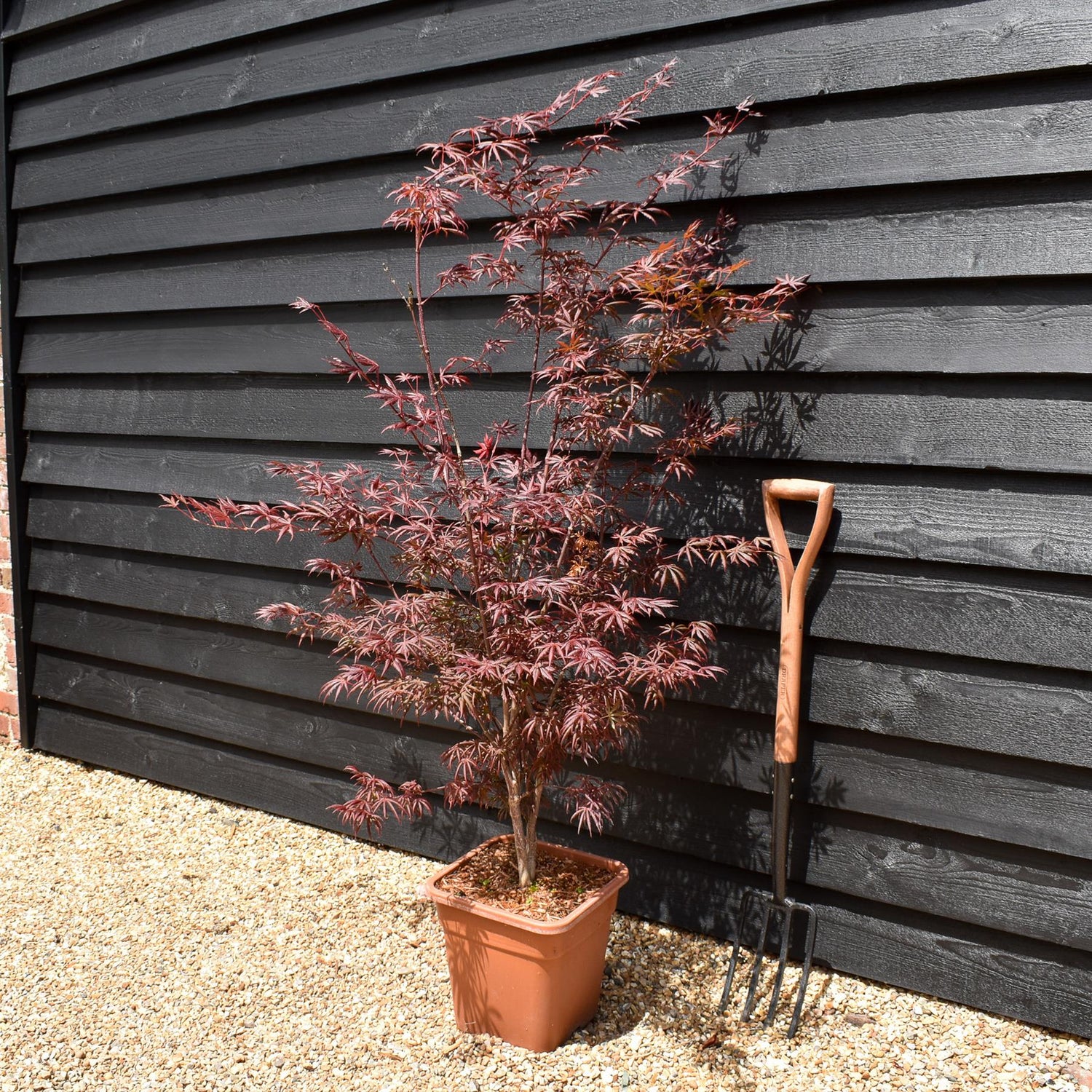Japanese Maple 'Trompenburg' | Acer palmatum  - Bushy - Height 100-150cm - 18-20lt