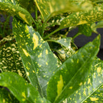 Aucuba japonica 'Mr Goldstrike' - Height 90-110cm -12lt