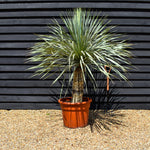 Yucca rostrata 'Blue Swan' - Stem 40-50cm - Height 120-130cm - 45lt