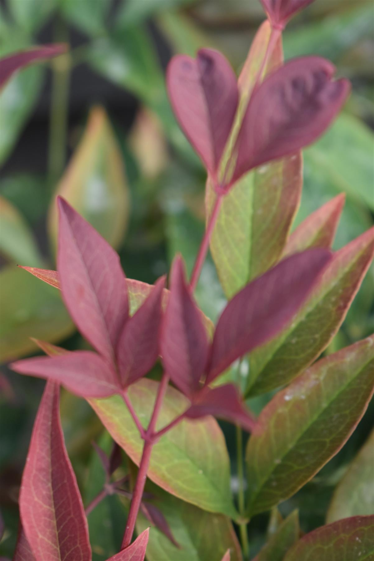 Nandina domestica Obsessed | Heavenly Bamboo - Height 25-35cm - 7lt