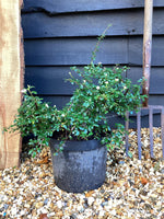 Cotoneaster 'Skogholm' - 50-80cm, 10lt