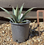 Agave Americana | Agave Century Plant - 30-40cm, 10lt