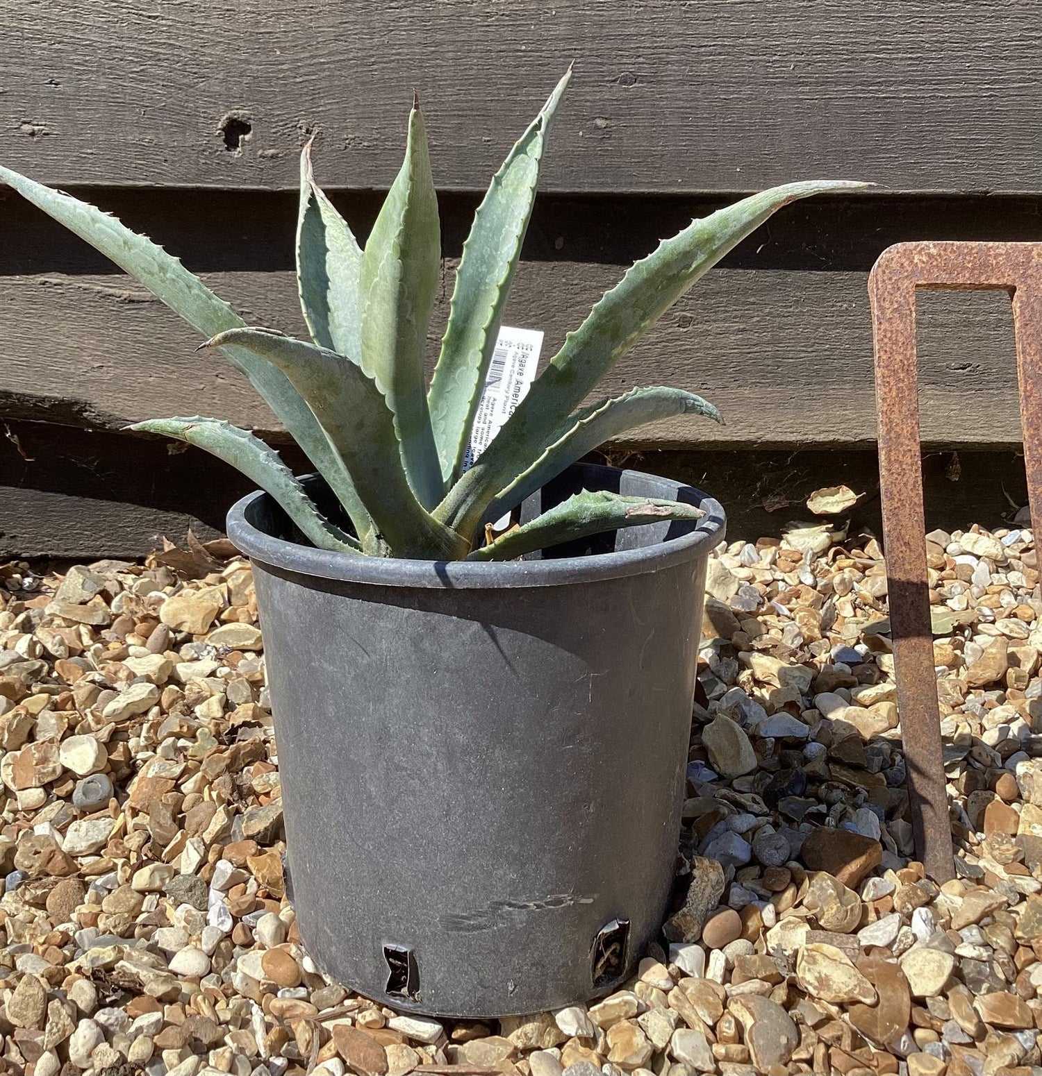 Agave Americana | Agave Century Plant - 30-40cm, 10lt