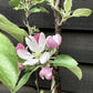 Apple tree 'Red Falstaff' | Malus domestica - M26 - Dwarfing - 140-150cm - 10lt