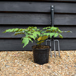 Mahonia Japonica Bealei - Height 25-35cm - Bushy - 3lt