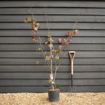 Cercis canadensis 'Forest Pansy' -Multistem - Height 90-140cm - 12lt
