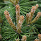 Pinus mugo 'Benjamin' | Dwarf mountain pine - 45-50cm -8lt