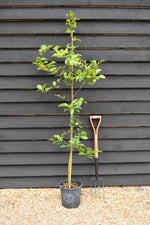 Magnolia Genie - Height 140-180cm, 10lt