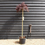Acer palmatum 'Crimson Queen' | Weeping Japanese Maple - Three Quarter Standard - Clear Stem 160 - Height 180-190cm - 30lt