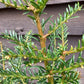 Taxus baccata - 90-100cm, 5lt