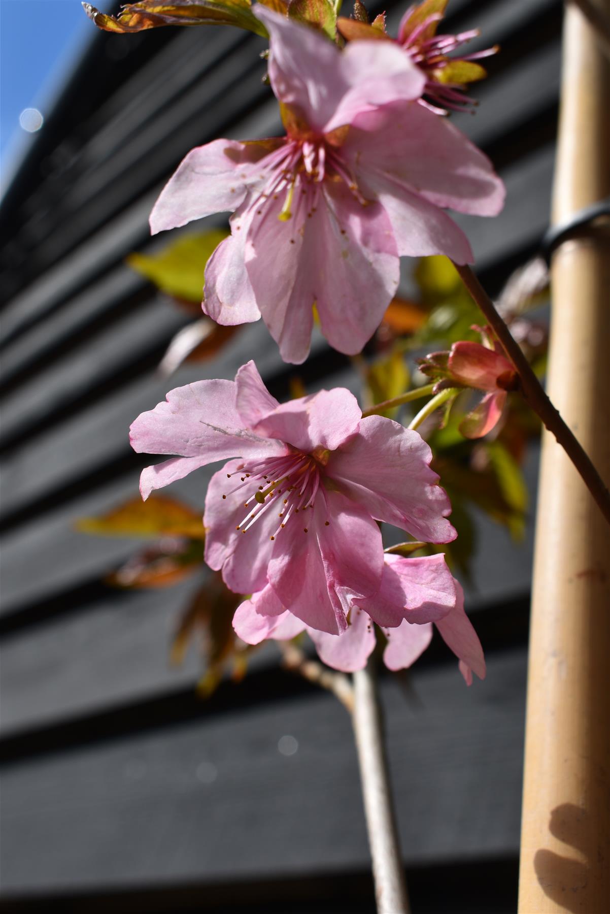 Prunus Jacqueline | Flowering Cherry - 180-220cm - 12lt