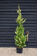 Chamaecyparis lawsoniana 'Ivonne' | False cypress 'Ivonne' - 150-160cm - 20lt