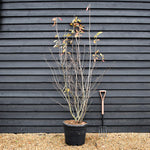 Amelanchier Canadensis - Multistem - Height 200-250cm - 70lt
