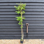 Campsis 'Madam Galen' - Deciduous Climber - Height 180-200cm - 9lt