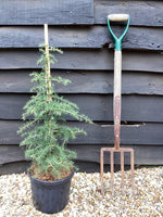 Cedrus libani | Cedar of Lebanon - Height 80cm - Width 50-60cm - 8lt