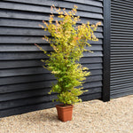 Japanese Maple | Acer palmatum 'Orange Lace' - Bushy - Height 100-130cm - 18-20lt