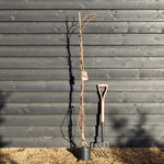 Campsis 'Madam Galen' - Deciduous Climber - Height 180-200cm - 9lt