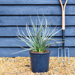 Hesperaloe parviflora | Redflower false yucca - Height 30-40cm - 10lt