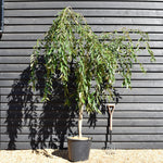 Prunus Subhirtella Pendula Rubra - Height 180-220cm - 12lt