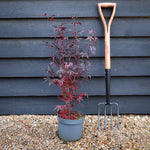 Japanese maple Skeeters Broom | Acer palmatum - Bushy - Height 110-130cm - 4lt