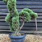 Juniperus Communis Prostrata |  Bonsai - 120cm - 40lt
