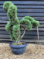 Juniperus Communis Prostrata |  Bonsai - 120cm - 40lt