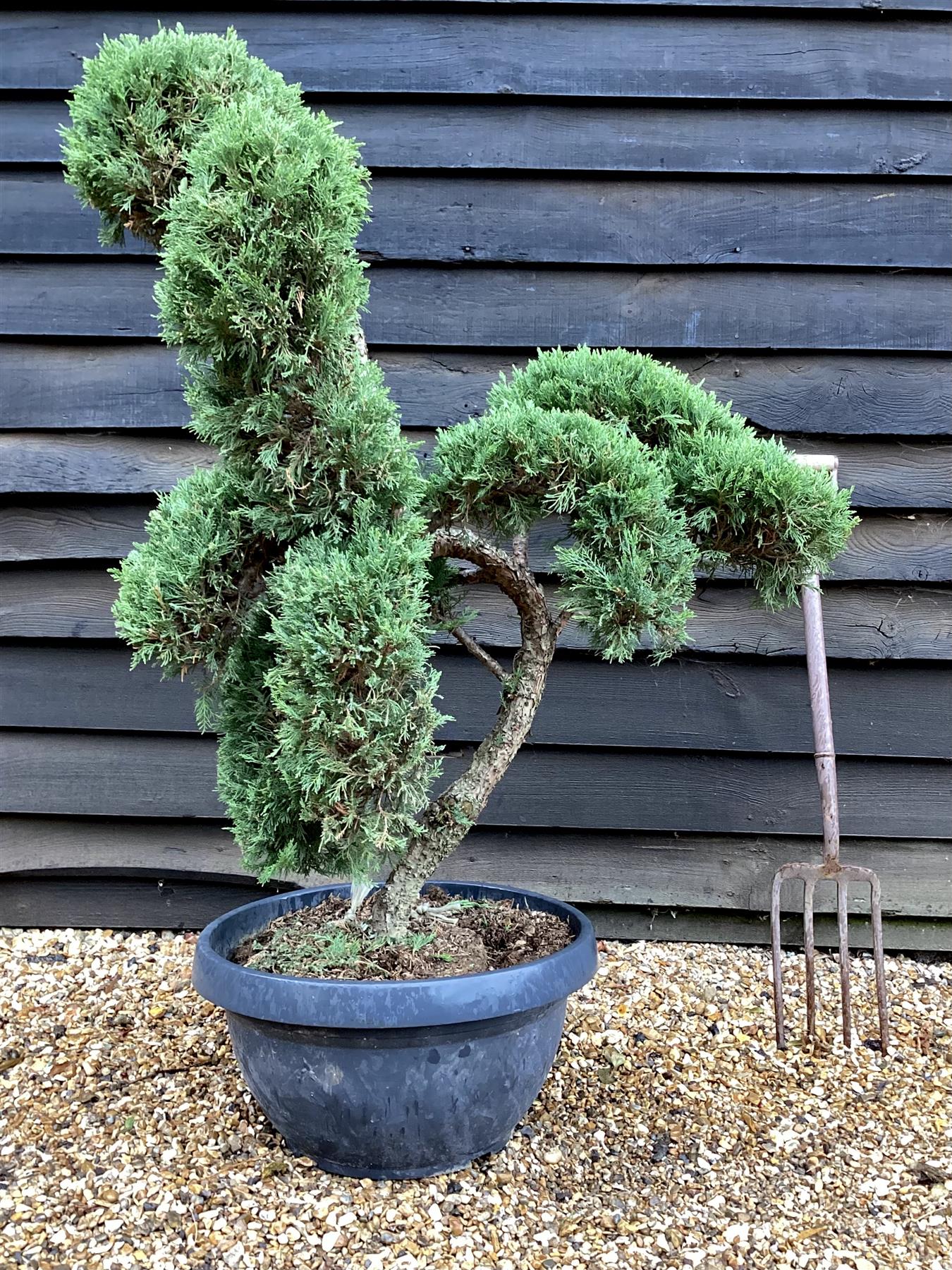 Juniperus Communis Prostrata | Bonsai - 120cm - 40lt