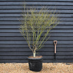 Acer palmatum 'Koto No Ito' | Japanese HarpStrings maple - Bushy - Height 200cm - 90lt