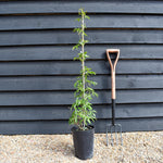 Parthenocissus henryana - Height 110-130cm - 5lt