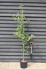 Malus Gorgeous | Crab Apple - Height - 180-200cm - 20lt