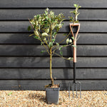 Apple tree 'Cox Orange Pippin' | Malus domestica - Patio Rootstock - Height 80-100cm - 7lt