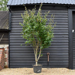Parrotia Persica Multistem | Iron Tree - Height 240-250cm - 75lt