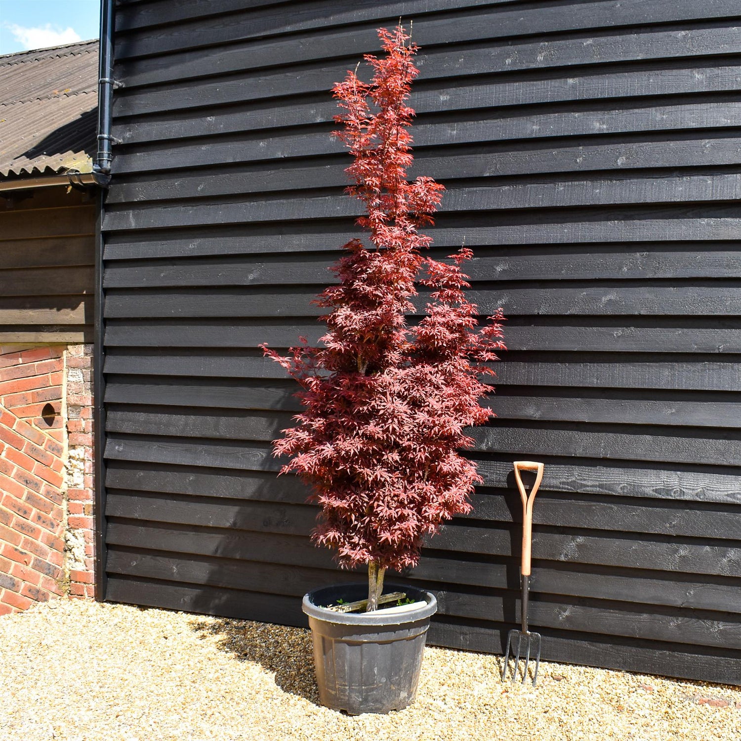 Acer palmatum 'Skeeters Broom' - Height 230-250cm - 80lt