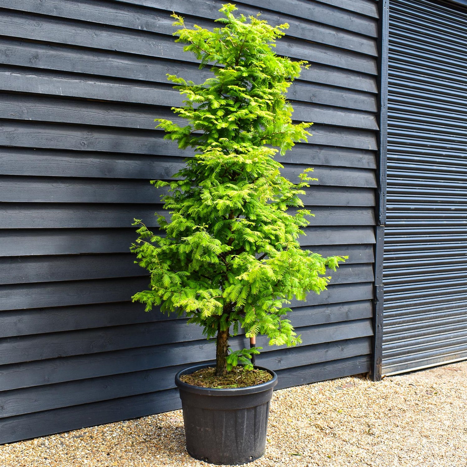 Dawn redwood Amber Glow | Metasequoia glyptostroboides - Topped - Height 200cm - 90lt