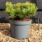 Pinus mugo 'Wintergold' | Golden mountain pine - Height 20-30cm - 5lt