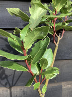 Laurus nobilis | Bay laurel - Bushy - 5lt