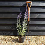 Perovskia 'Blue Spire' - Height 15-25cm - 2lt