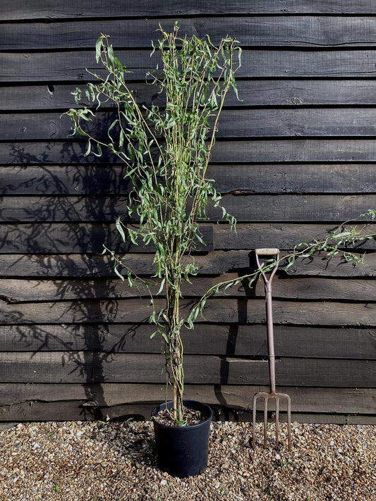 Salix matsudana Tortuosa | Wiggerly Willow - 160-200cm - 12lt