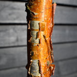 Betula Nigra "Heritage" - River Birch| Black Birch Cully - Height - 340-400cm - Girth 10-12cm - 50lt