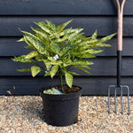 Aucuba japonica 'Marmorata' | Variegated Aucuba - Shrub - Height 30-50cm - 10lt