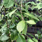 Salix caprea Pendula | Weeping Pussy Willow - 180-220cm - 12lt