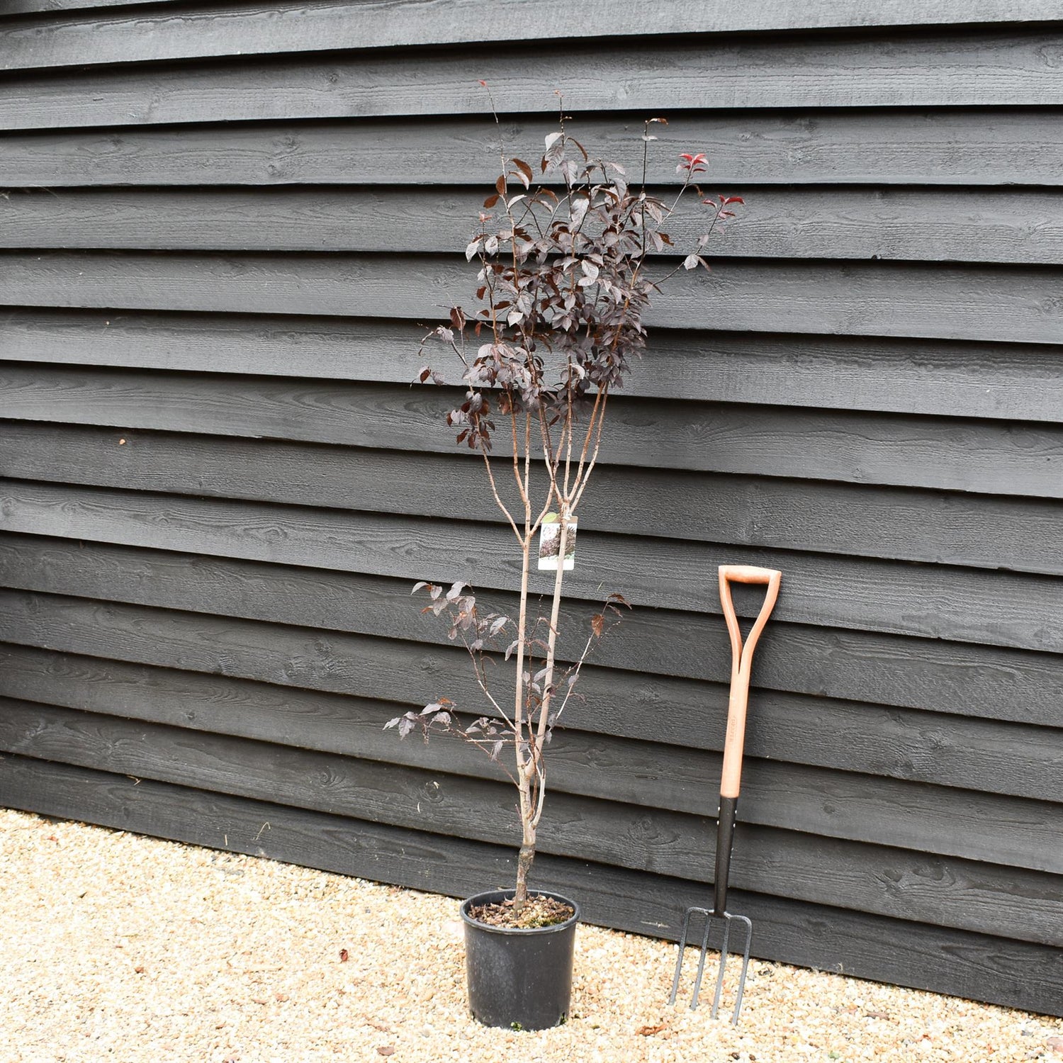 Prunus cerasifera 'Pissardii' | Cherry Plum 'Pissardii' - 100-150cm - 18lt