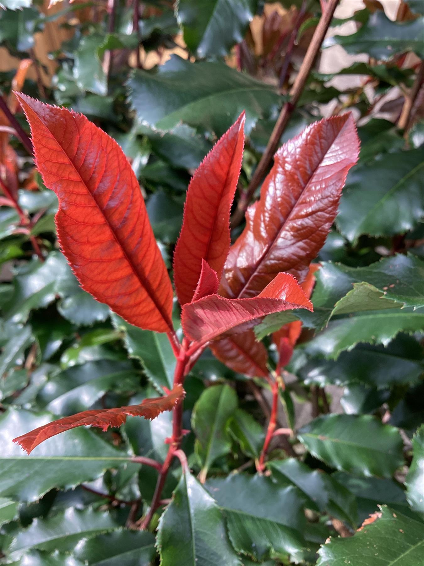 Photinia Magical Volcano - Flowerbox - Trough - Instant Hedging - Height 90-100cm - Width 60cm - 60lt