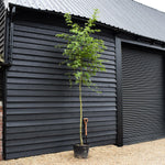 European hop-hornbeam | Ostrya carpinifolia - Height 350-380cm - Girth 8-10cm - 45lt