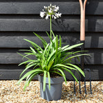 Agapanthus "Poppin Star" | African Lily - Height 50-70cm - 5lt
