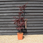 Japanese maple 'Black Lace' | Acer palmatum - Height 160-170cm - 18-20lt