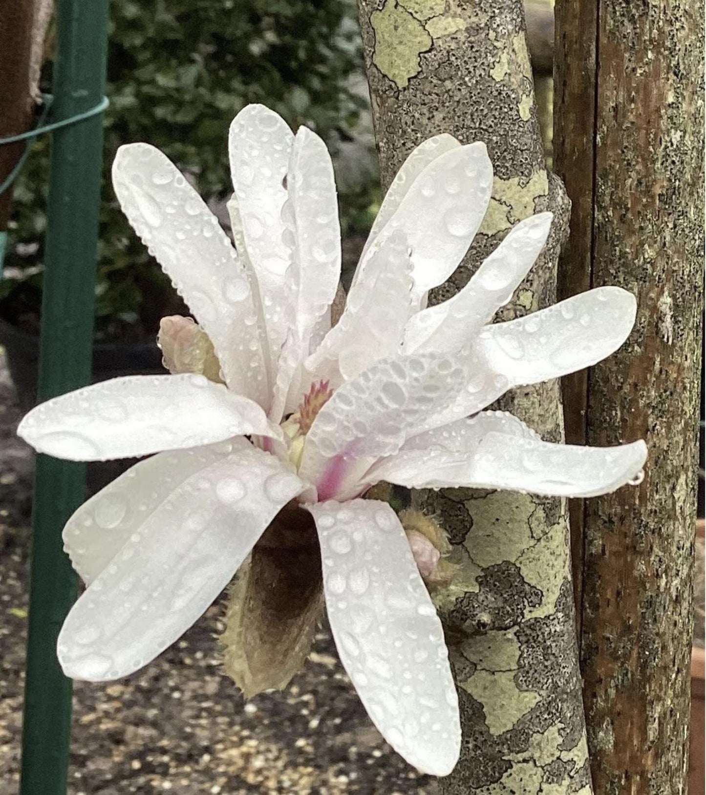 Magnolia Stellata - Bush - 140-150cm -10lt