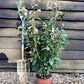 Elaeagnus ebbingei | Ebbing's Silverberry - Height 60-70cm - 5lt