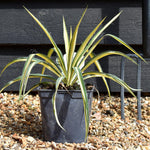 Yucca Filamentosa 'Colour Guard' | Adam's Needle 'Color Guard' - 2lt