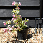 Weigela Florida 'Magical Rainbow' - Shrub - 10-15cm - 3lt